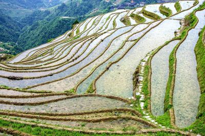 Scenic view of rice paddy against sky