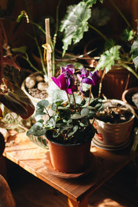 High angle view of potted plant