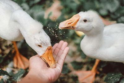 Close-up of hand feeding bird