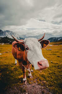 Cow standing on field against cloudy sky