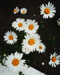 High angle view of white daisy flowers