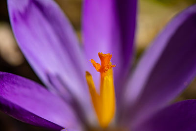 Flower in nature