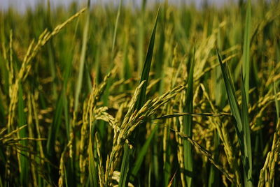 Close-up of stalks in field