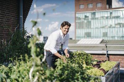 Businessman cultivating plants in his urban rooftop garden