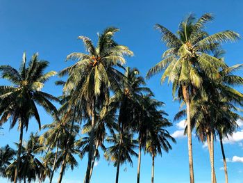 Low angle view of coconut palm trees against blue sky