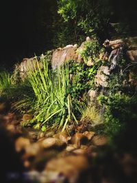 Plants growing on tree