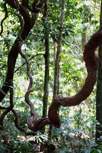 Close-up of tree trunk in forest