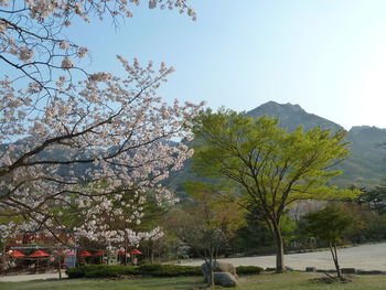 Trees and mountains against sky