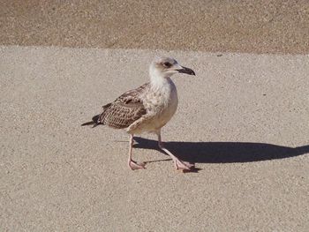 Bird perching on sand at beach