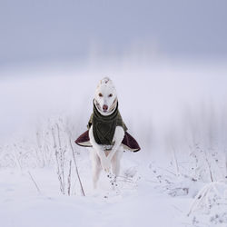 Ein weißer galgo espaniol mix tanzt im schnee. der hund trägt einen hundemantel.