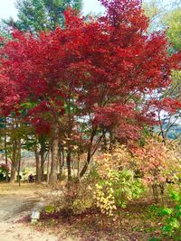 Trees in park