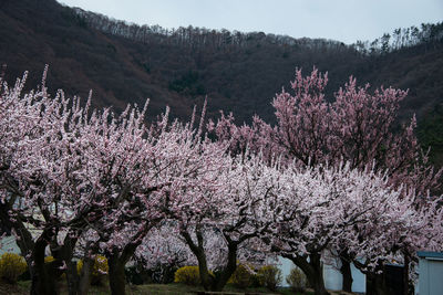 Cherry blossom tree against sky