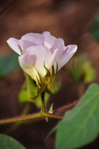 Close-up of flowering plant