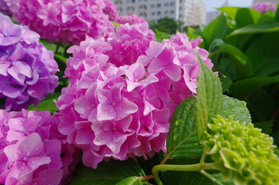 Close-up of pink flowering plants