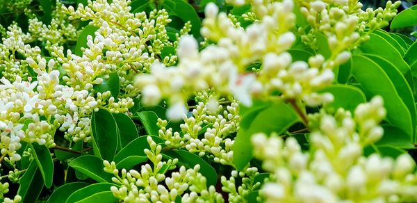 Close-up of white flowering plant