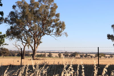 Trees on field against clear sky