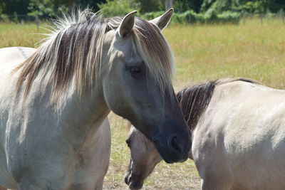 horse