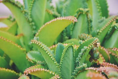 Close-up of fresh green leaves