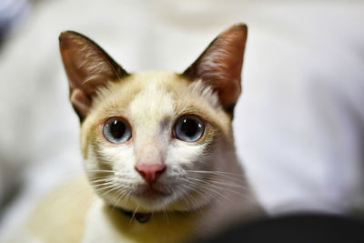 Close-up portrait of a cat