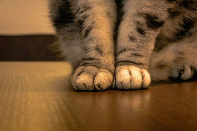 Close-up of cat on floor