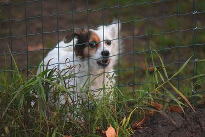 Close-up of dog on grass