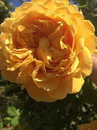 Close-up of rose bouquet