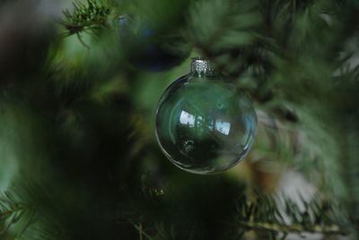 Close-up of electric bulb on christmas tree