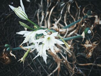 High angle view of white flowering plant on field