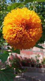 Close-up of yellow flowering plant