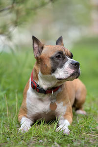 Dog looking away on field