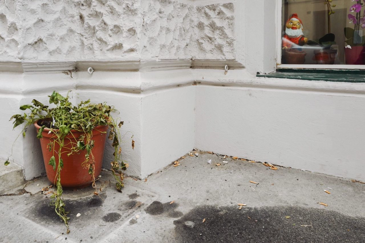 no people, potted plant, container, day, plant, nature, architecture, outdoors, flowering plant, wall - building feature, flower, house, built structure, close-up, growth, window sill, window, domestic room, flower pot