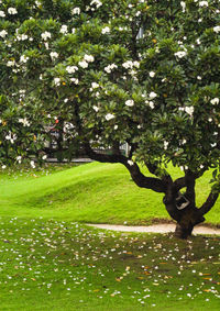 Trees in park