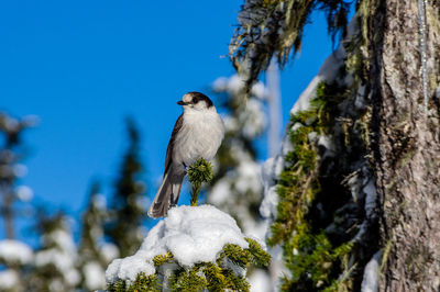 Low angle view of bird perching on tree