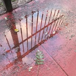 Reflection of plants in puddle on street