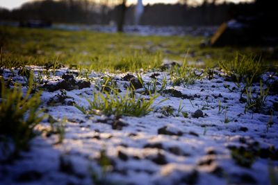 Close-up of mushrooms growing on field