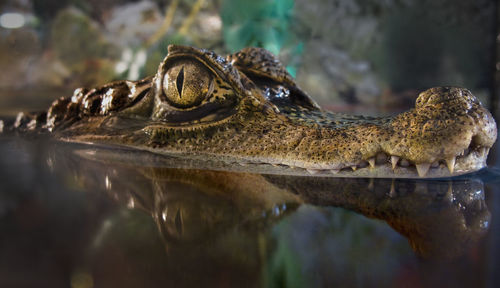 Close-up of alligator head reflection in lake