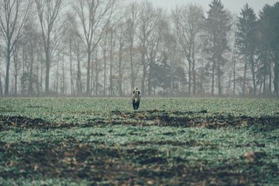 Man with dog on field in forest