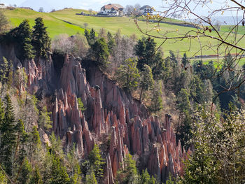 Panoramic shot of trees on land