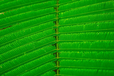 Striped of climbing wattle leaf,  acacia, cha-om,  abstract green texture background.