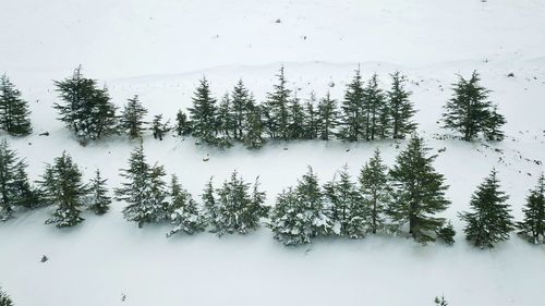 Trees in forest during winter against sky