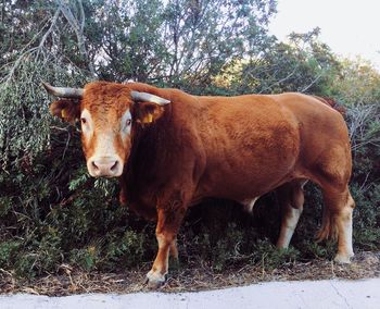 Portrait of cow standing on field