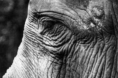 Close-up of elephant