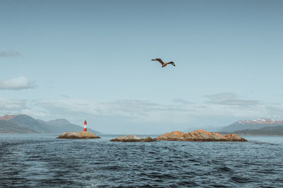 Seagull flying over sea against sky