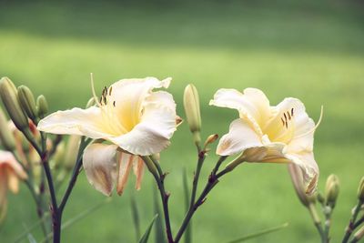 Close-up of white flowers blooming outdoors