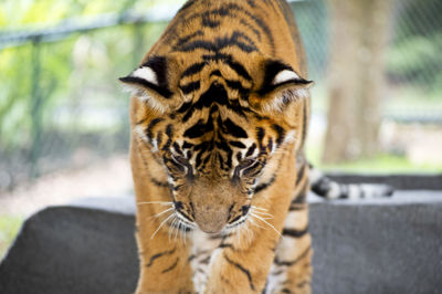 Close-up of tiger in zoo