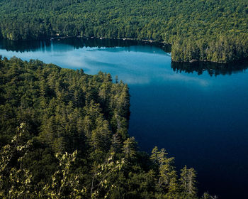 High angle view of trees by lake in forest