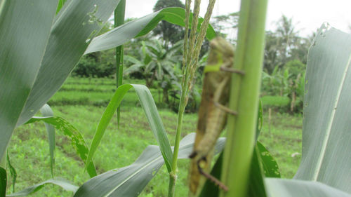 Close-up of plants growing on field