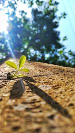 Close-up of plant against sky