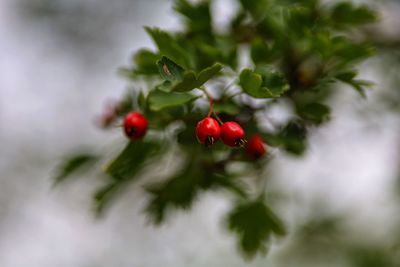 Close-up of red berries growing on tree