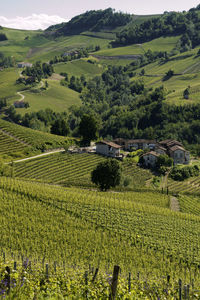 Scenic view of agricultural field